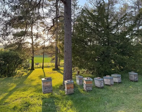 Le rucher du Domaine de Montaubois